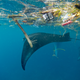 Manta with plastic in Indonesia